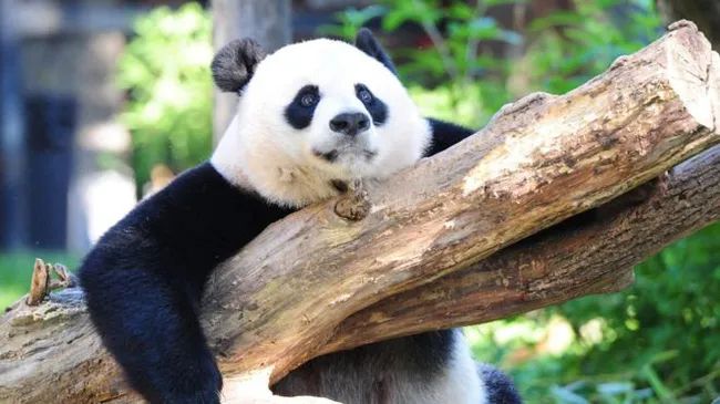Hình ảnh chú gấu trúc đang ăn trúc (Nguồn: internet)