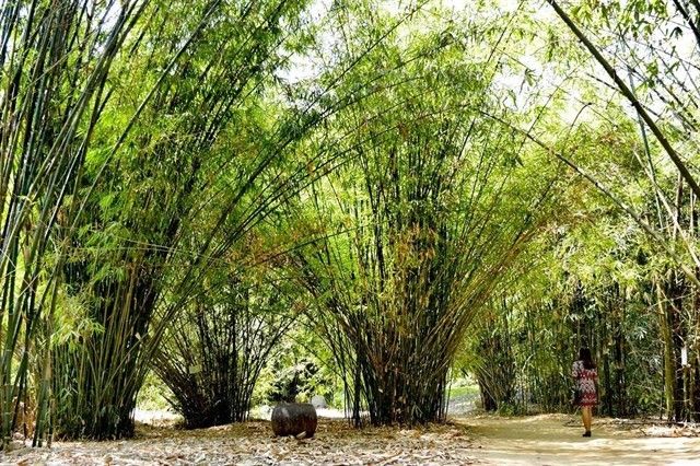 Hình ảnh minh họa: Lũy tre tuổi thơ (Nguồn: internet)