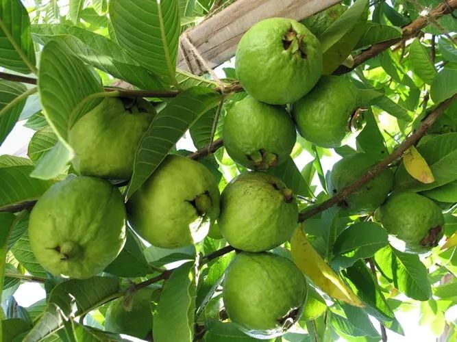 Tranh minh họa: Khung cảnh làng quê mùa thu (Nguồn: Internet)
