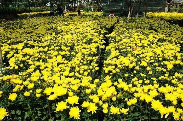 Tranh minh họa: Sắc thu Hà Nội (Nguồn: Internet)