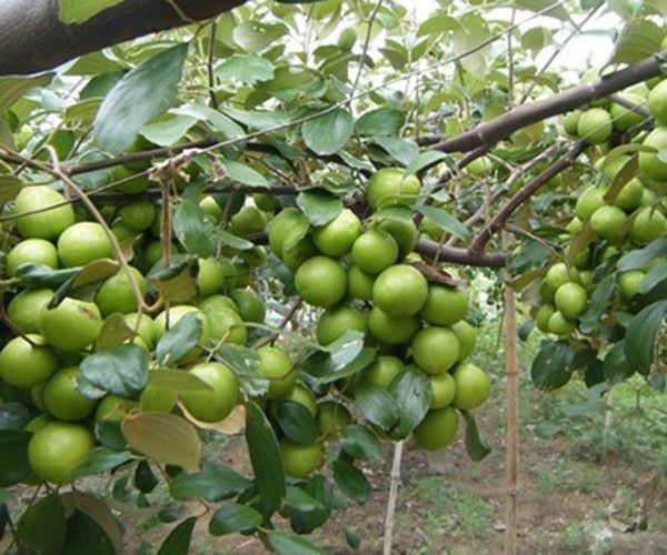 Hình ảnh minh họa số 2 (Nguồn: internet)
