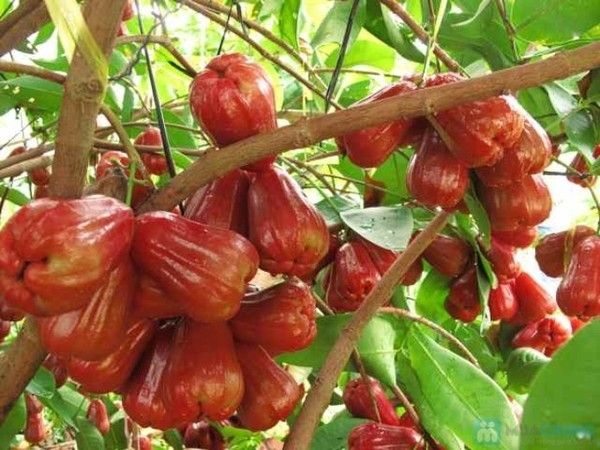 Hình ảnh minh họa số 2 (Nguồn: internet)