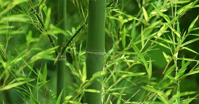 Hình ảnh minh họa sống động: Lũy tre làng (Nguồn: internet)