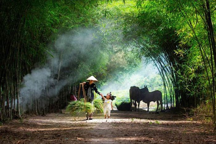Bộ sưu tập ảnh đẹp về lũy tre làng Việt Nam (Nguồn: Internet)