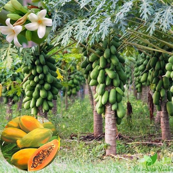 Hình ảnh minh họa (Nguồn: internet) ảnh 2
