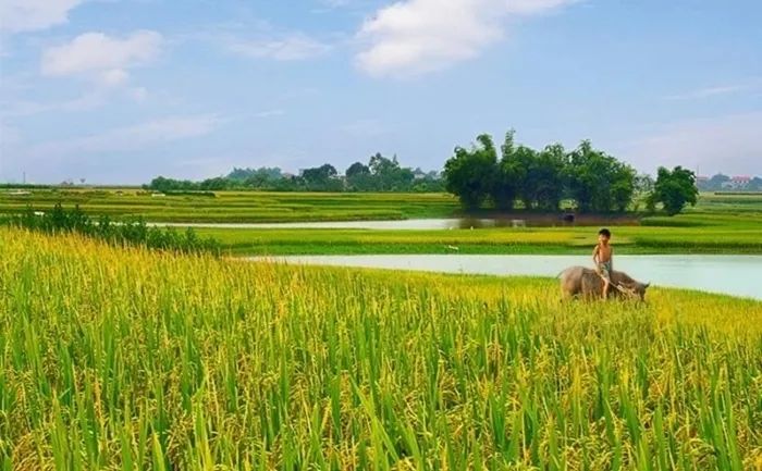Tranh minh họa: Phố cổ Hà Nội mùa thu vàng (Nguồn: Internet)