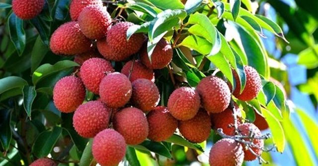 Hình ảnh minh họa số 1 (Nguồn: internet)