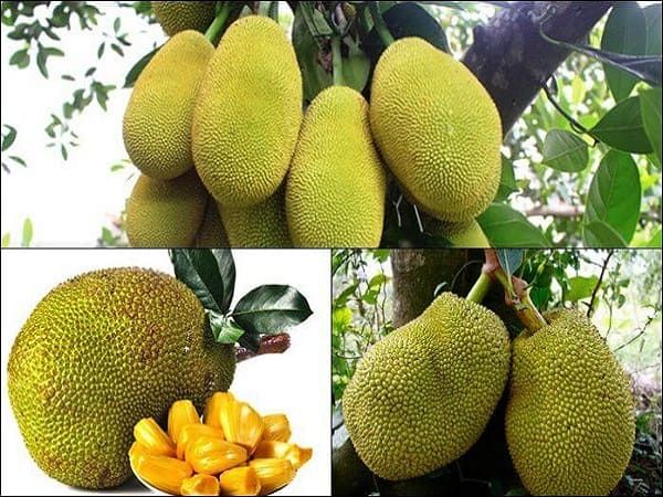 Hình ảnh minh họa số 2 (Nguồn: internet)