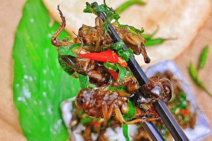 Hình ảnh dế cơm chiên mắm vàng giòn hấp dẫn (Nguồn: Internet)