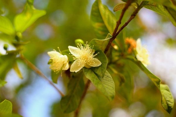 Ảnh minh họa: Làng quê Bắc Bộ lúc sang thu