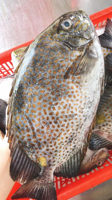 Những khoảnh khắc ẩm thực đáng nhớ tại Dũng Lê