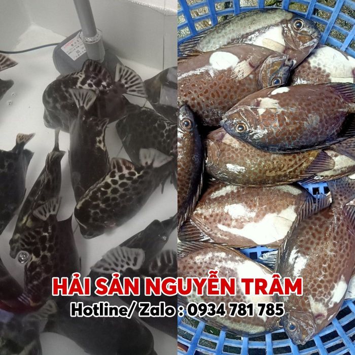 Những mẻ hải sản tươi ngon tại Trâm Nguyễn