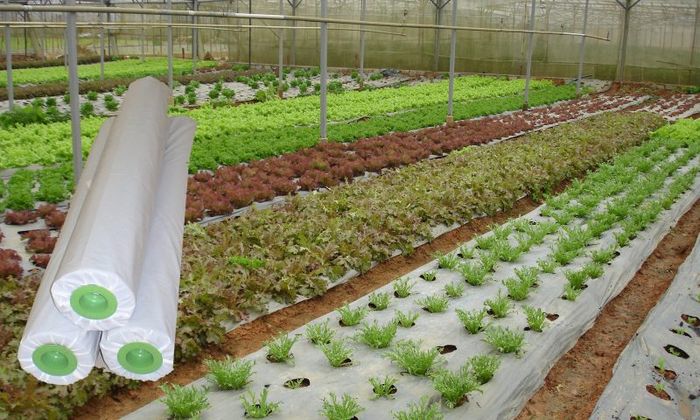 Không gian trưng bày đa dạng tại Vật Tư Nông Nghiệp Thiên Thanh