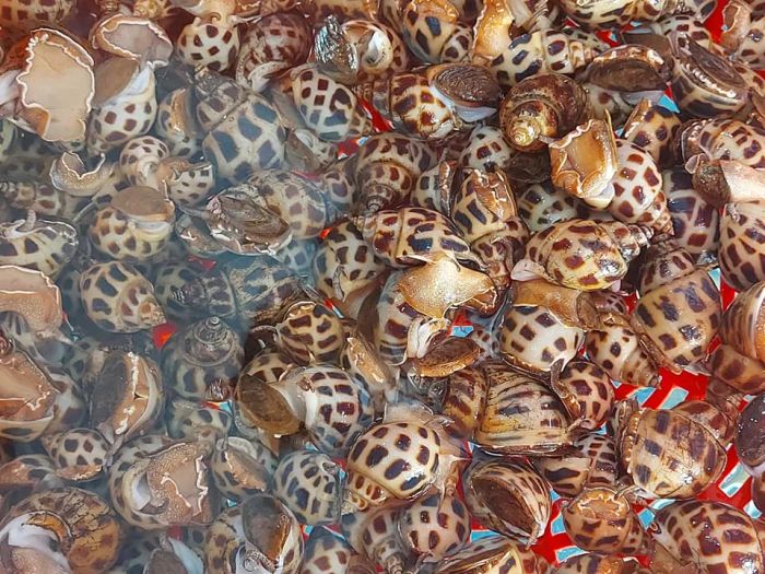 Hình ảnh các loại hải sản cao cấp tại Biển Hạnh Phúc