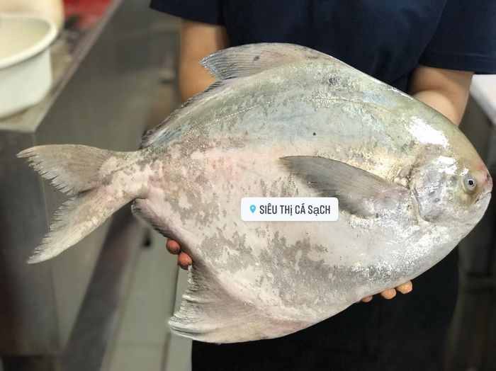 Không gian hiện đại tại Siêu Thị Cá Sạch