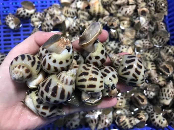 Hình ảnh các loại hải sản tươi ngon tại Hải Sản Ba Đồn