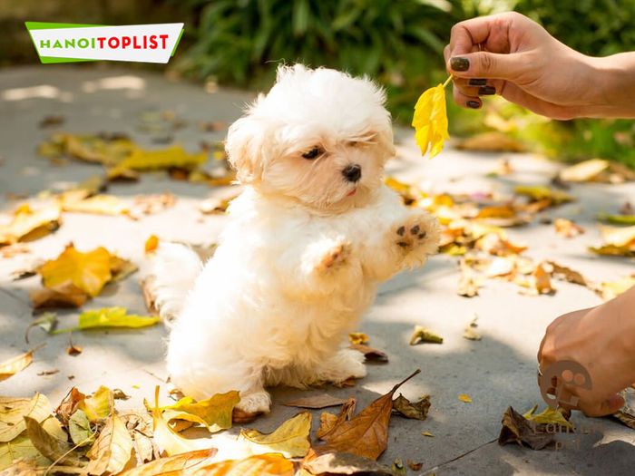 lanlan-pet-dia-chi-chuyen-cung-cap-cho-maltese-tai-ha-noi-dat-chuan-Mytour