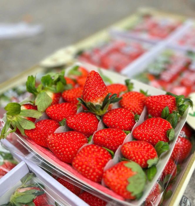 Fuji Fruit ảnh 1