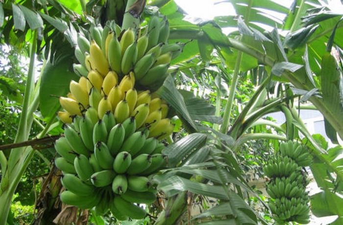 Hình ảnh đặc trưng: Thân chuối tròn trĩnh - Kiệt tác của tạo hóa