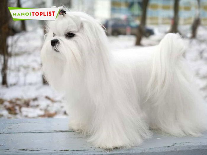 sieupet-com-dia-chi-ban-cho-maltese-tai-ha-noi-uy-tin-Mytour
