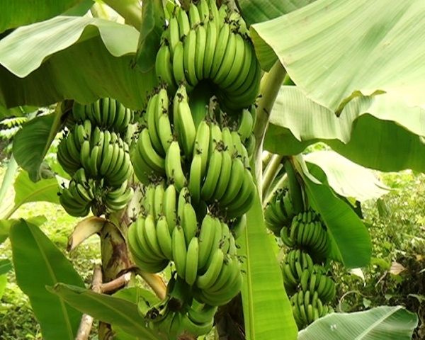 Từng nải chuối xếp tầng đều đặn, mỗi nải trĩu nặng khoảng 20 quả vàng tươi, tạo nên bức tranh thiên nhiên hài hòa (ảnh 1)