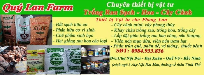 Không gian xanh mát tại cửa hàng Lan Quý