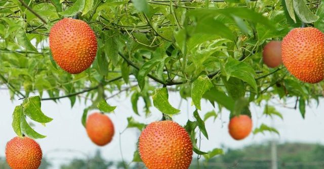 Hình ảnh minh họa sống động (Nguồn: Internet) ảnh 2