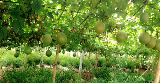 Ảnh minh họa sinh động (Nguồn: Internet) ảnh 1