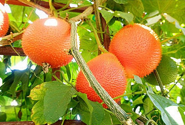 Hình ảnh minh họa sinh động (Nguồn: Internet) ảnh 1