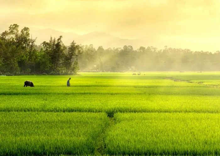 Hình ảnh minh họa chân thực (Nguồn: Tổng hợp)