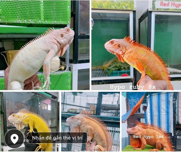 Hình ảnh Rồng Nam Mỹ độc đáo tại Iguana Adonis Bạch