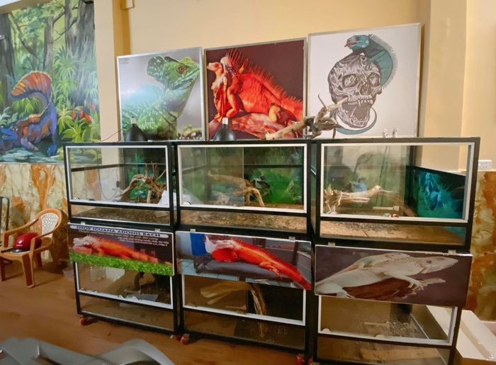 Bộ sưu tập Rồng Nam Mỹ đa dạng tại Iguana Adonis Bạch
