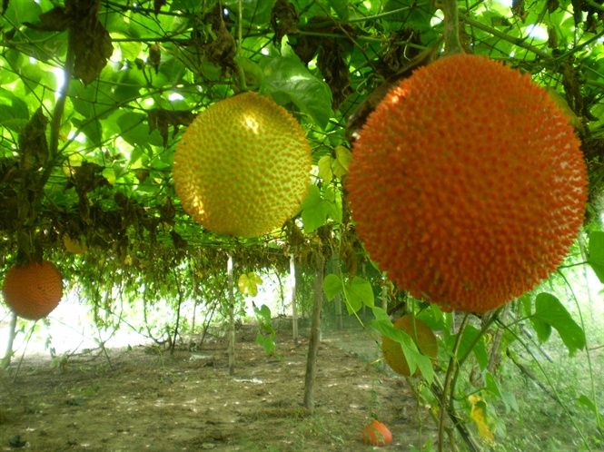 Hình ảnh minh họa sống động (Nguồn: Internet) ảnh 2