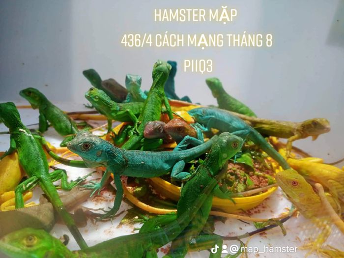 Không gian trưng bày thú cưng đa dạng tại Hamster Mặp