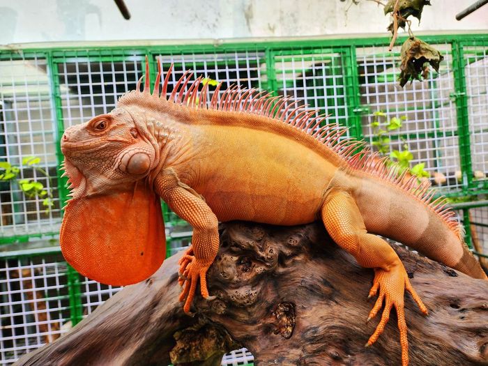 Không gian nuôi dưỡng Rồng Nam Mỹ chuẩn tại Mười's Farm