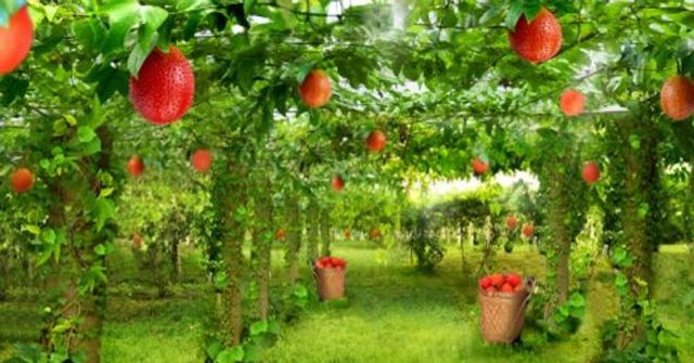 Hình ảnh minh họa sinh động (Nguồn: Internet) ảnh 1