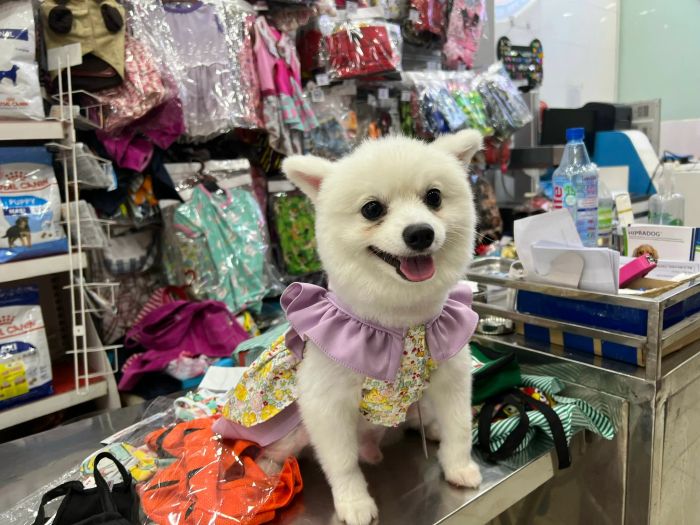 Phòng khám thú y K9 ảnh 2