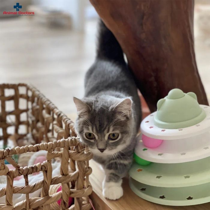 Khu vực vui chơi và vận động cho thú cưng tại Animal Doctors International