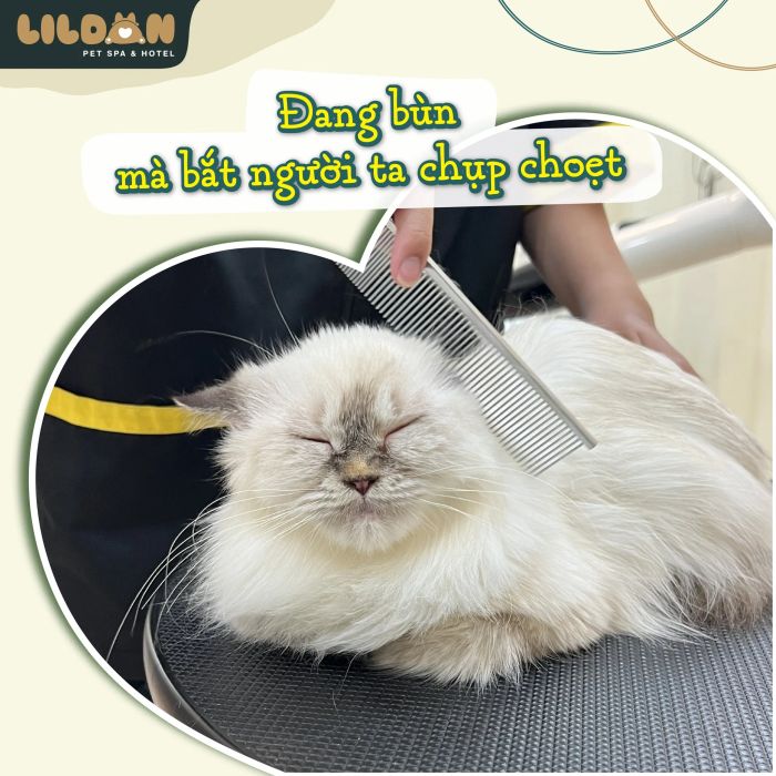 Không gian spa sang trọng tại Lildan Pet Spa & Hotel