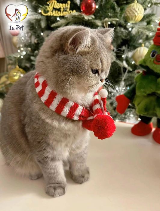 Không gian nghỉ dưỡng cao cấp tại IU Pets