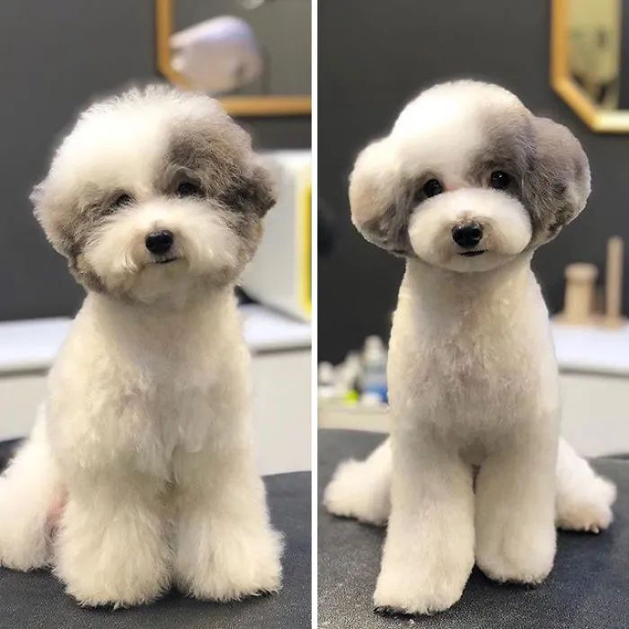 Bệnh Viện Thú Y Hàn Quốc Dr.Pet ảnh 2
