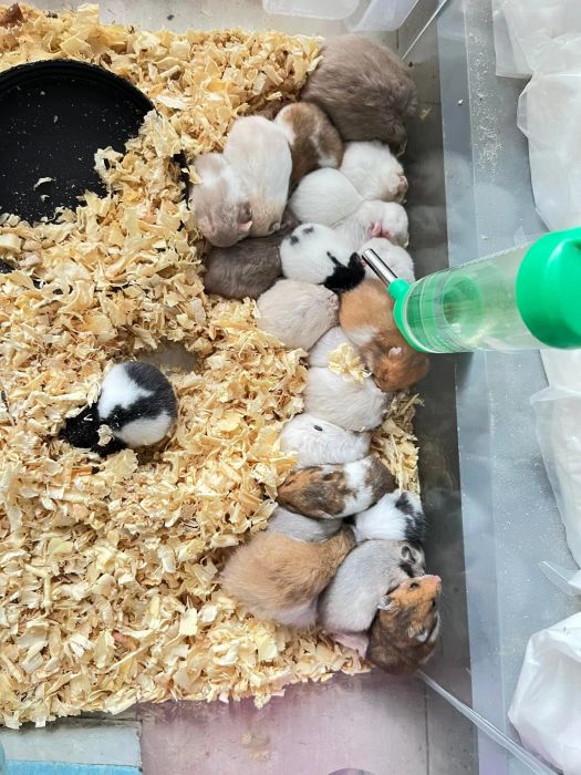 PIKAPET - Hamster Shop ảnh 2