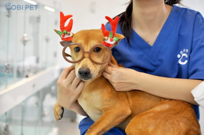 Phòng nghỉ tiện nghi với hệ thống camera giám sát tại Cobi Pet Store