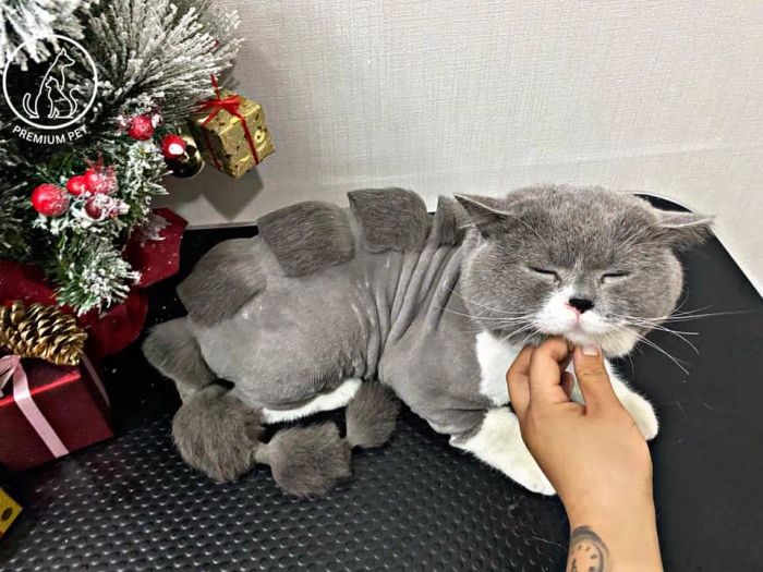 Khu vực vui chơi và nghỉ ngơi tại Premium Pet