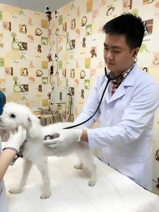Bệnh viện Thú Y: AEC Pet Hospital Vietnam ảnh 2