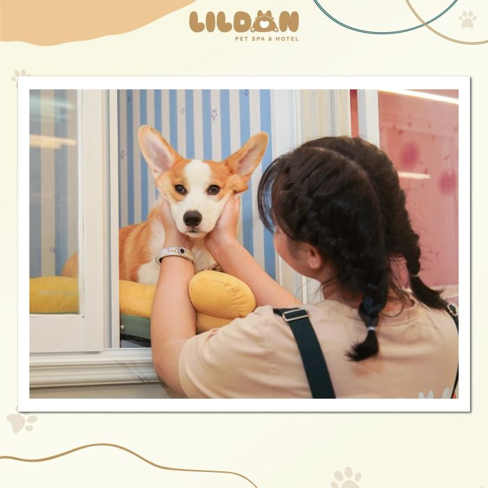 Phòng nghỉ tiêu chuẩn cao cấp tại Lildan Pet Spa & Hotel