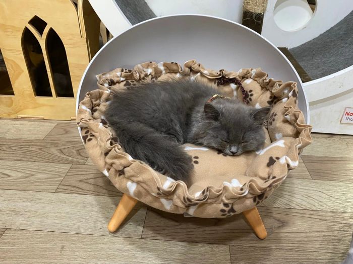 Khu vui chơi và vận động ngoài trời tại IU Pets