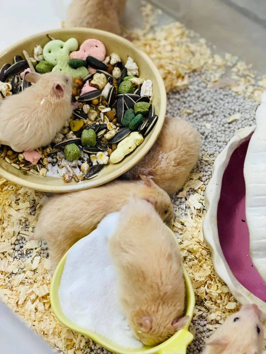 Tiên Tiên Pet shop hamster ảnh 2
