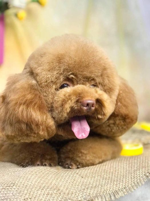 Hình ảnh không gian sang trọng tại ALOHA Petshop