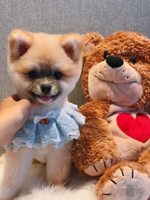 Không gian chăm sóc hiện đại tại Pet Nha Trang